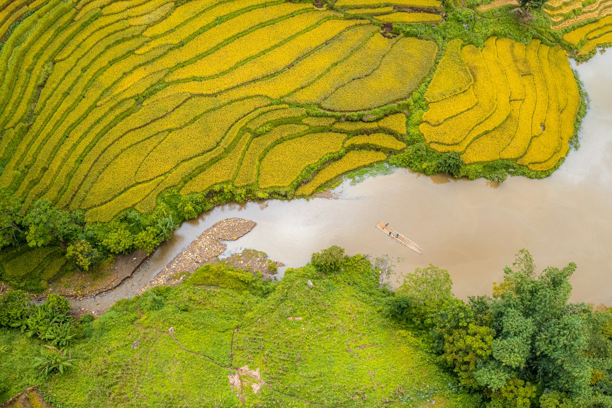 Những thửa ruộng lúa vàng uốn lượn bên dòng sông nhìn từ trên cao