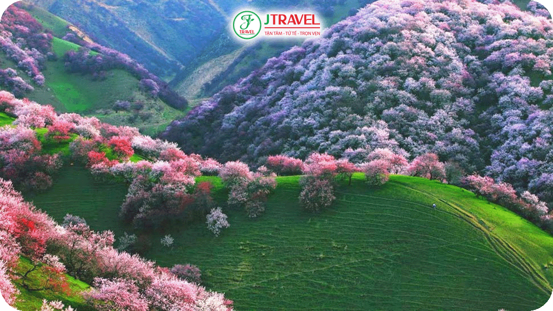 Thung lũng Yili phủ đầy hoa mơ trắng hồng mùa xuân