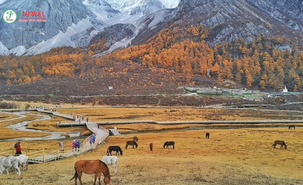 Bò Yak trên thảo nguyên Ngưu Trường Lạc Nhung