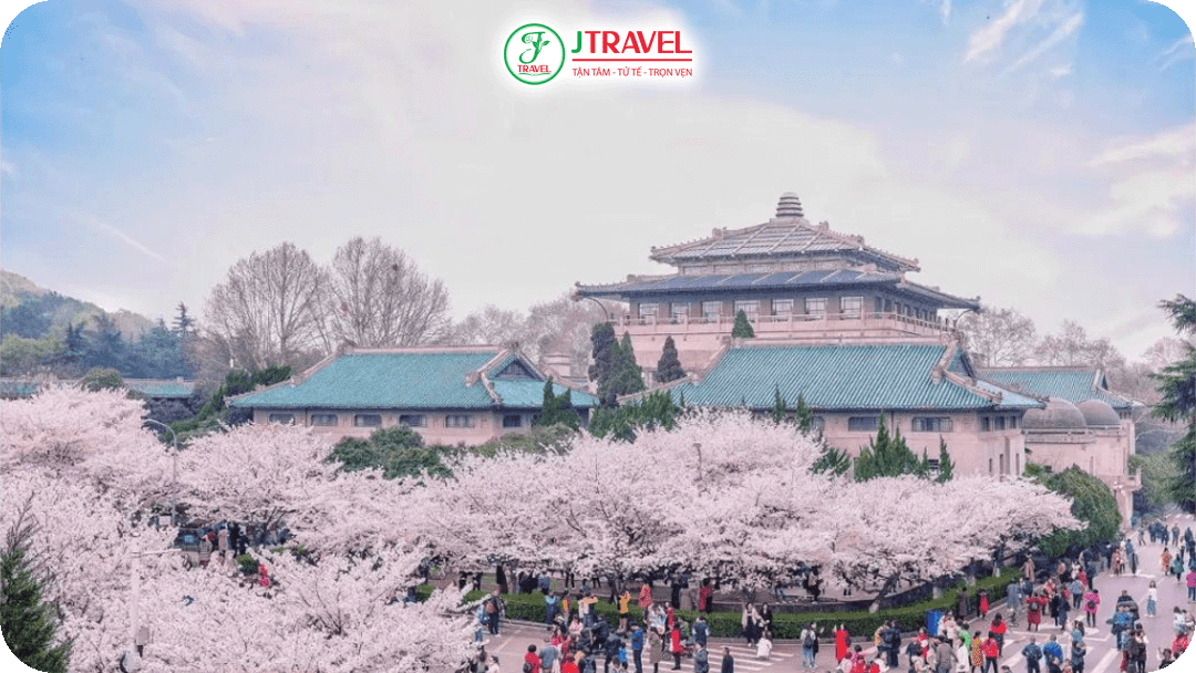 Đại học Vũ Hán – Biểu tượng mùa hoa Trung Quốc