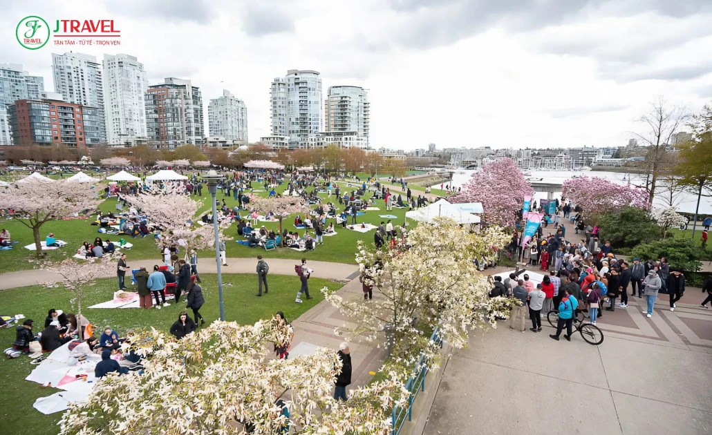 Lễ hội hoa anh đào Vancouver – sắc hồng rực rỡ phủ kín đường phố mùa xuân Canada