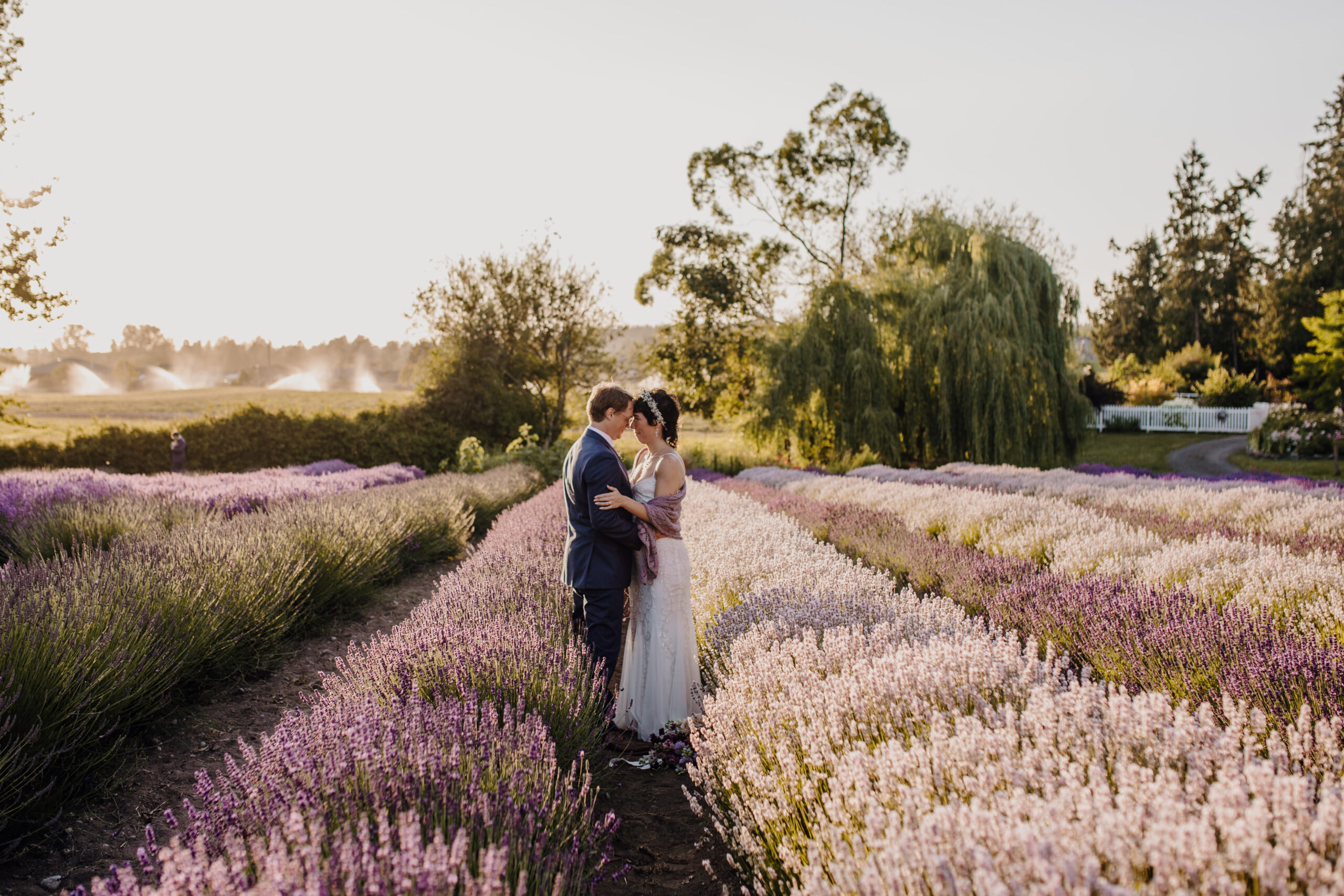 Khoảnh khắc ngọt ngào giữa cánh đồng lavender