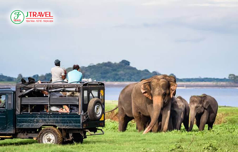 Yala, Minneriya và một số công viên quốc gia khác giúp Sri Lanka
