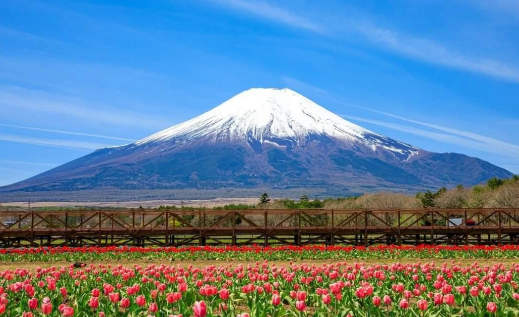 Công viên Yamanakako Hananomiyako với biển hoa muôn sắc