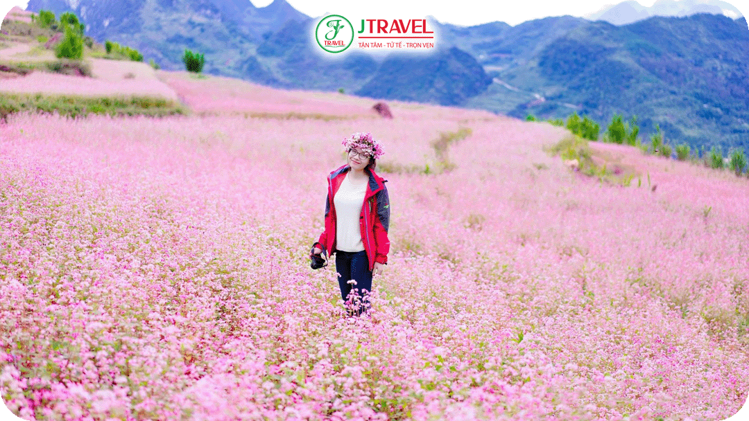 Mùa hoa tam giác mạch Hà Giang thu hút nhiều khách du lịch