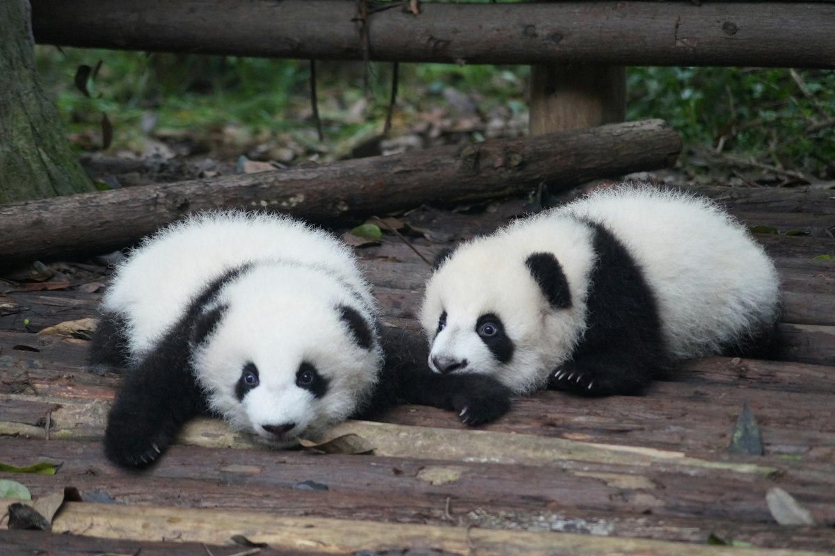 Gấu trúc con nằm nghỉ