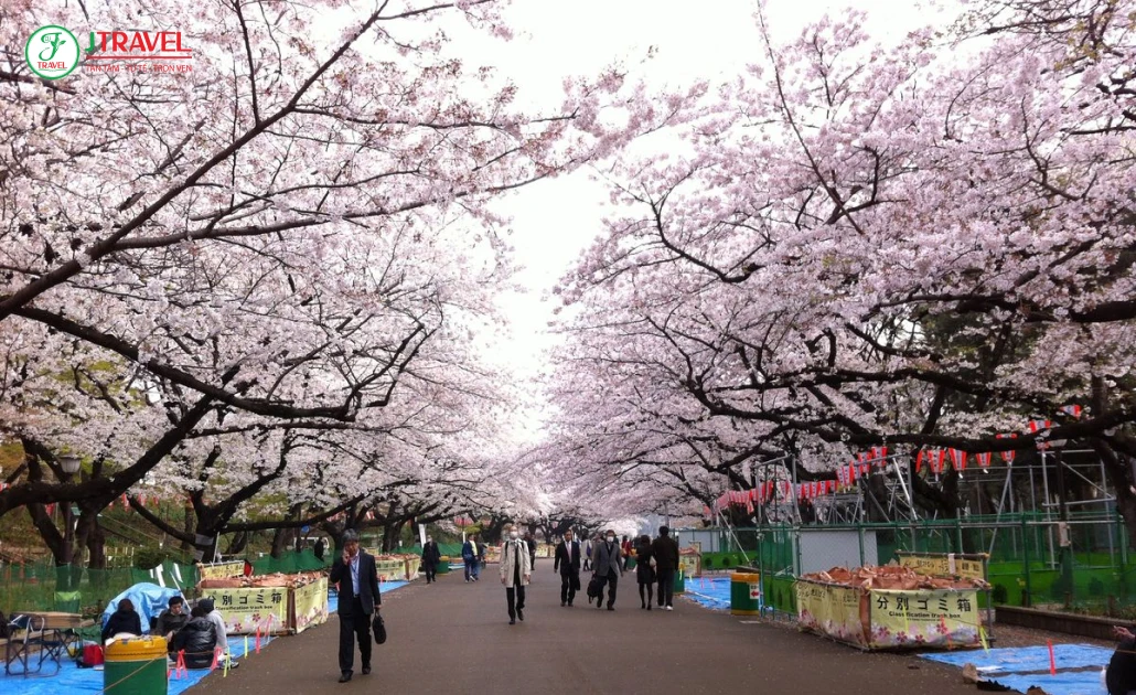 Công viên Ueno Tokyo rực rỡ sắc hồng hoa anh đào mùa xuân