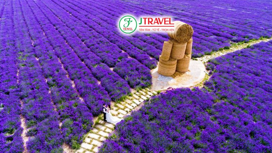 Biển hoa oải hương tím tại Yili Tianshan Huahai Xinjiang