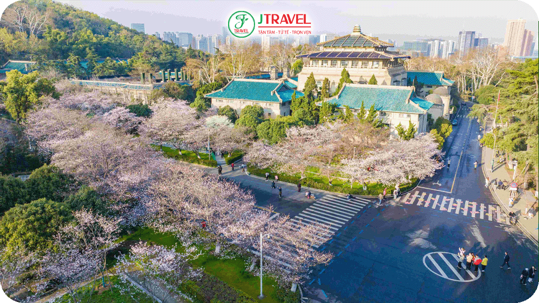 Khuôn viên hoa anh đào nổi tiếng của Đại học Vũ Hán