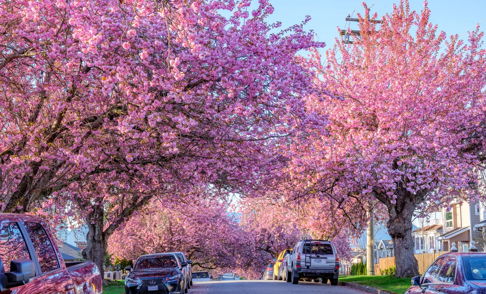 Tour Bờ Tây Canada Mùa Hoa Anh Đào 2026 | Vancouver - Đảo Victoria - Làng Whistler - White Rock Pier