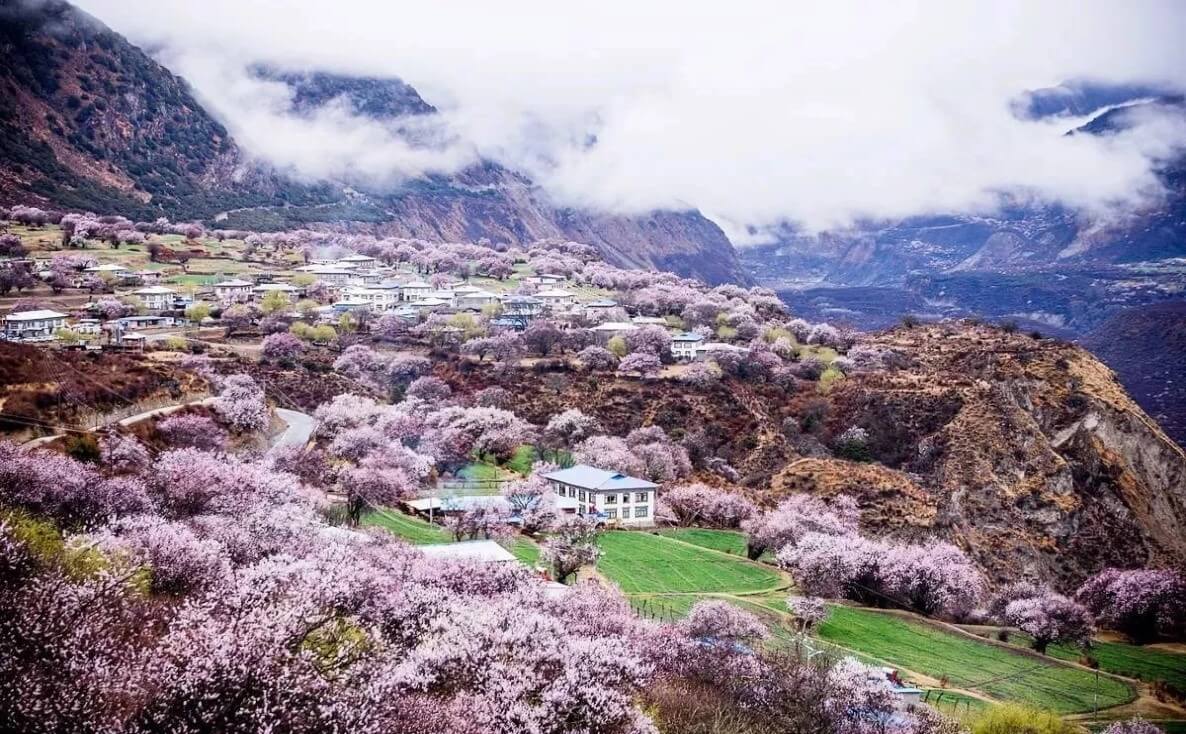 [Tour No Shopping] Tây Tạng Mùa Hoa Anh Đào: Lâm Chi - Bomi - Lulang - Lhasa - Yamdrok 9N8Đ