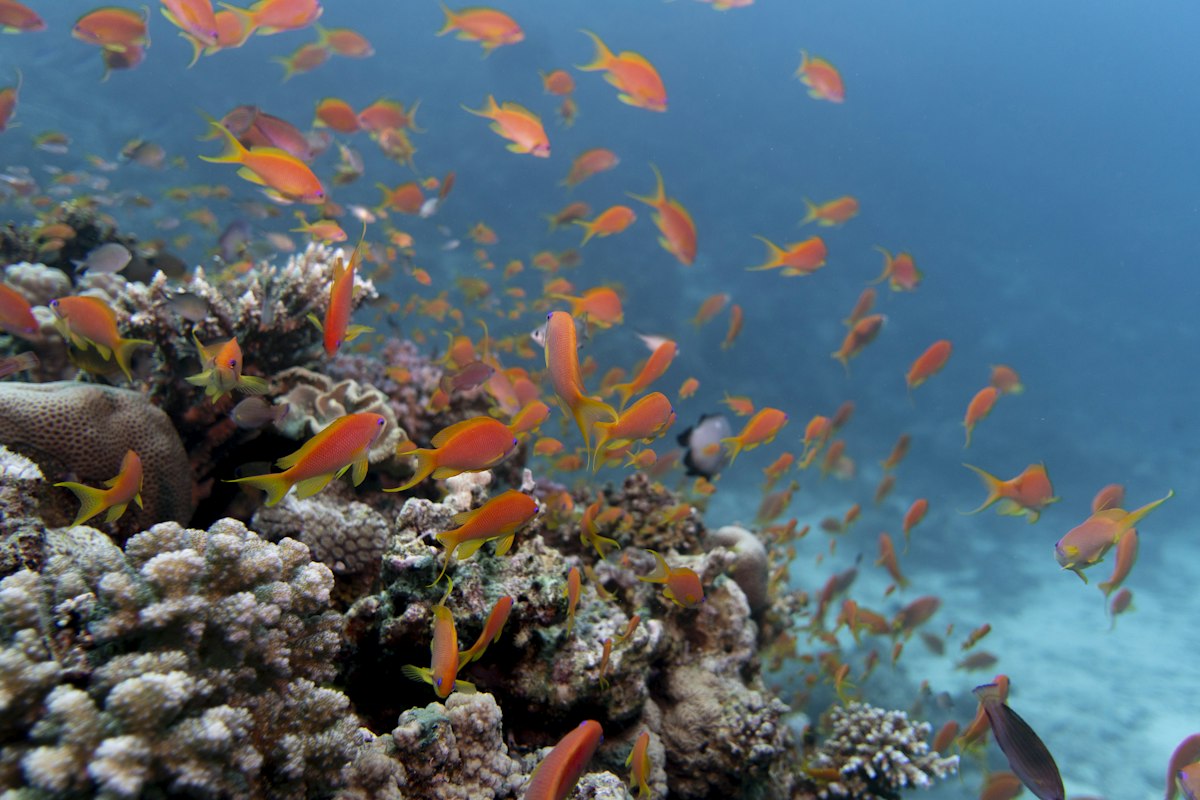 Đàn cá cam bơi quanh rạn san hô ở Hurghada