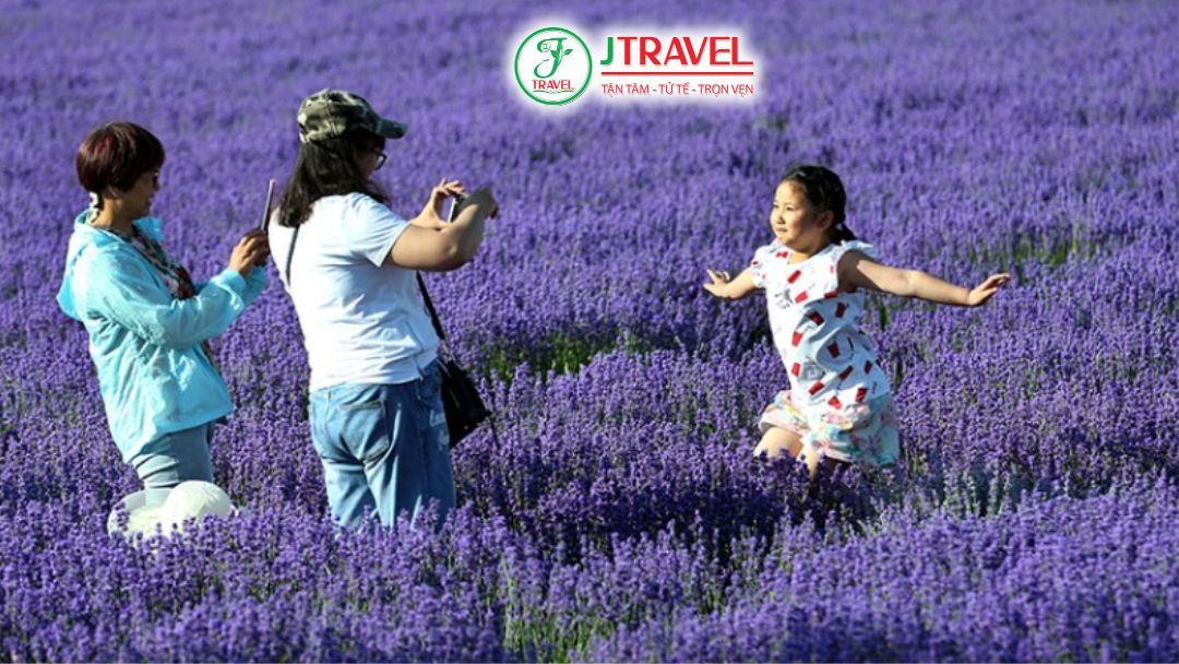 Có nên đi tour ngắm hoa oải hương