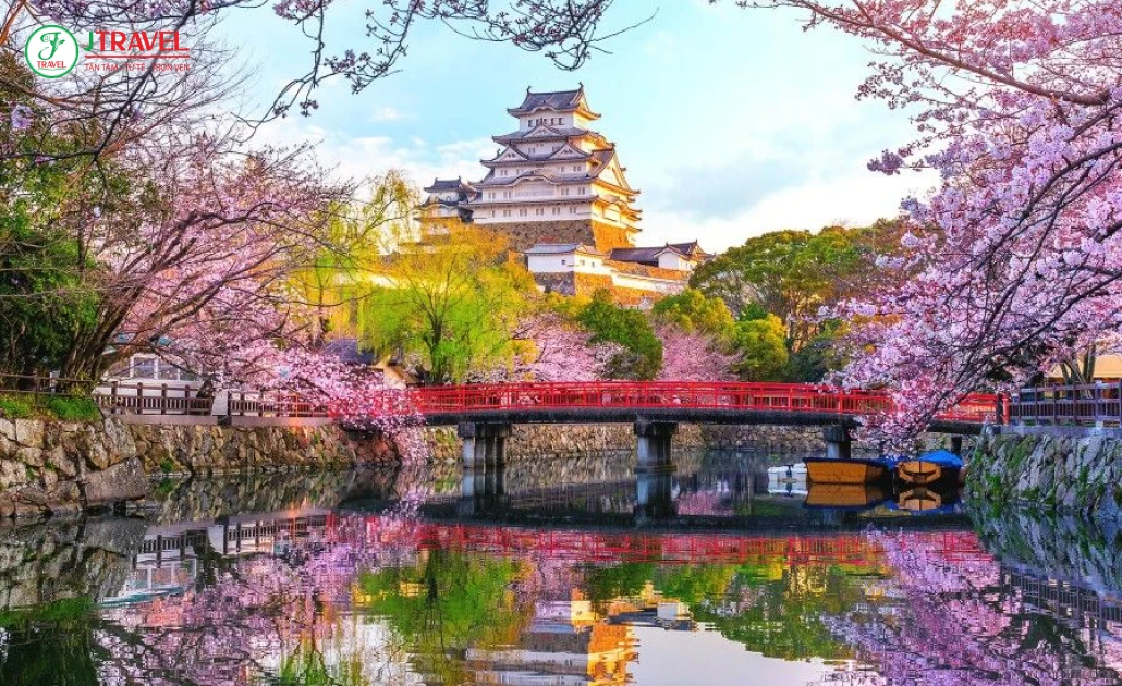 Hoa anh đào nở rộ khắp Nhật Bản mùa xuân