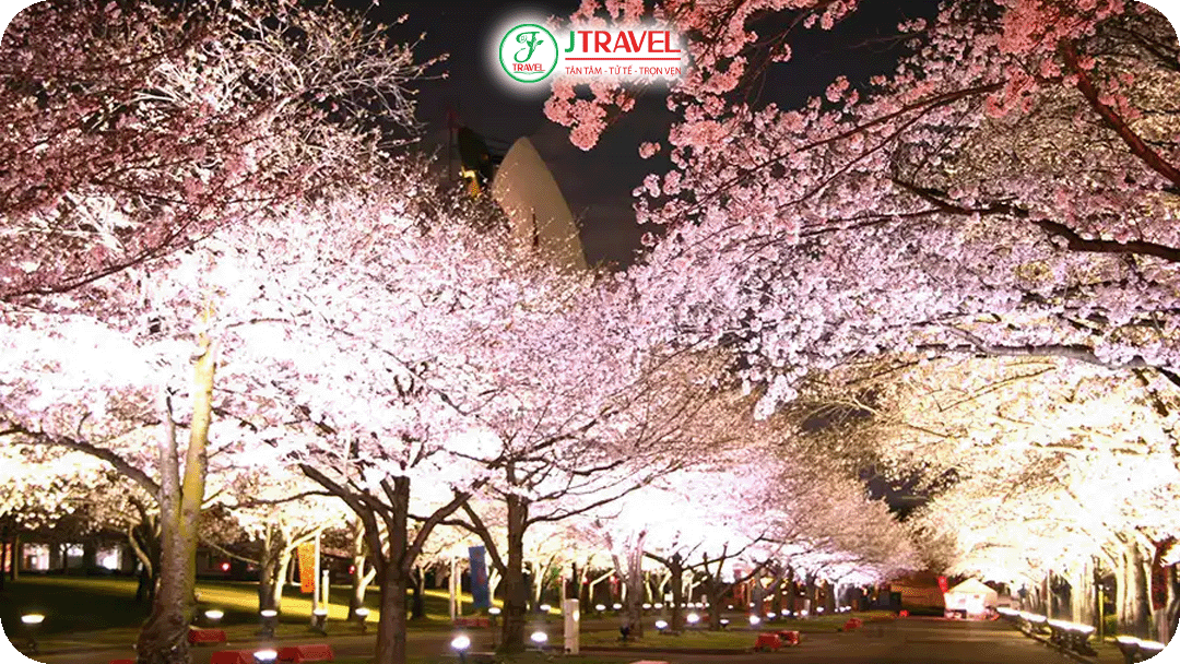 Kyoto Hanami Light-up (đầu tháng 4) – lễ hội thắp sáng hoa anh đào ban đêm