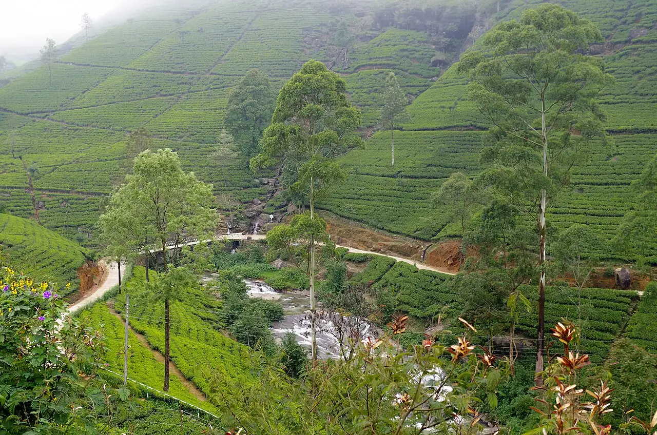 Đồi chè ở vùng cao nguyên Nuwara Eliya, Sri Lanka