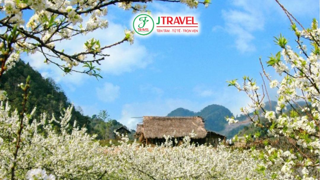 Mai Châu mùa hoa ban nở rộ