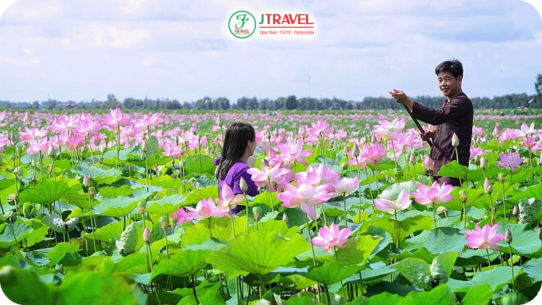 Đồng Tháp – Vùng Đất Nổi Tiếng Sen Hồng