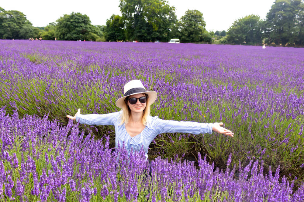Mayfield Lavender - Một trong những trang trại hoa oải hương nổi tiếng nhất nước Anh