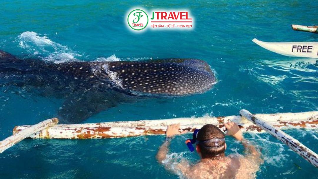 Giá vé & chi phí bơi cùng cá mập voi tại Oslob