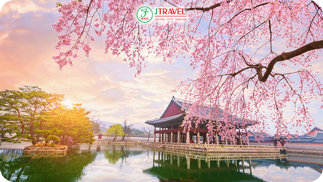 Bạn cũng có thể dạo quanh Cung điện Gyeongbokgung ngắm hoa anh đào