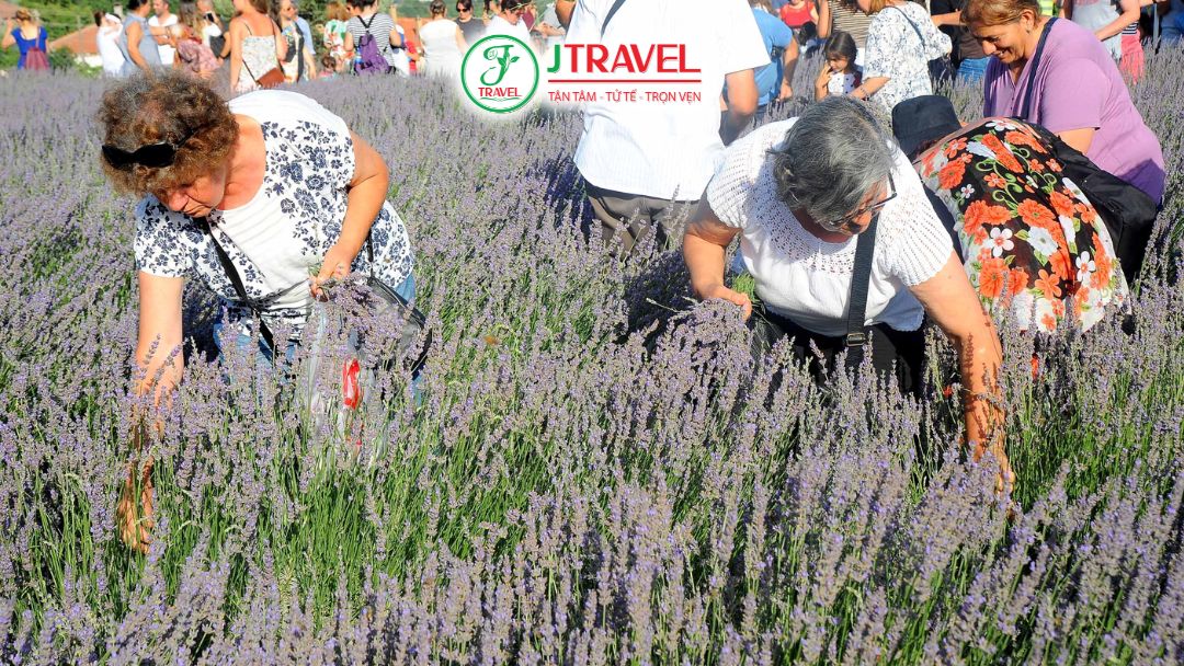 Thu Hoạch Lavender Cùng Người Dân