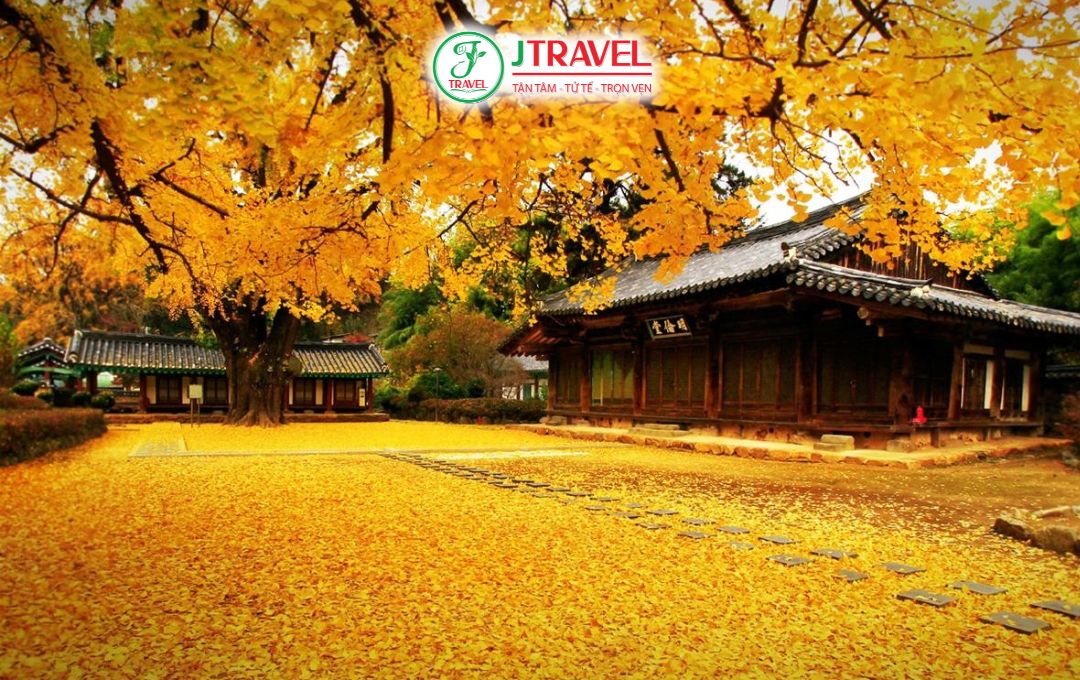 Cảnh Lá Vàng, Lá Đỏ Đẹp Nhất Châu Á