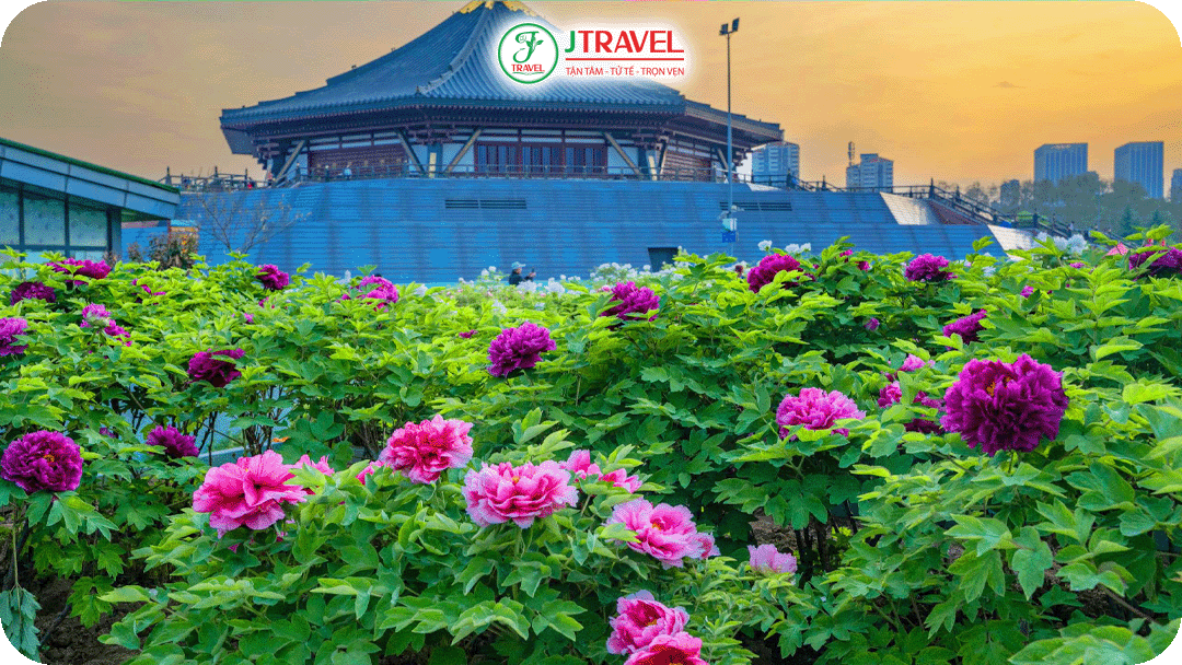 Hoa mẫu đơn được xem là biểu tượng của phú quý