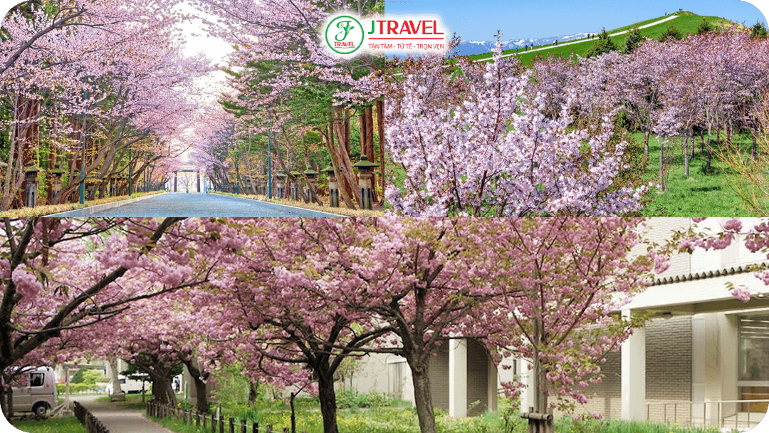 Mùa hoa anh đào nở rộ tại thành phố Sapporo