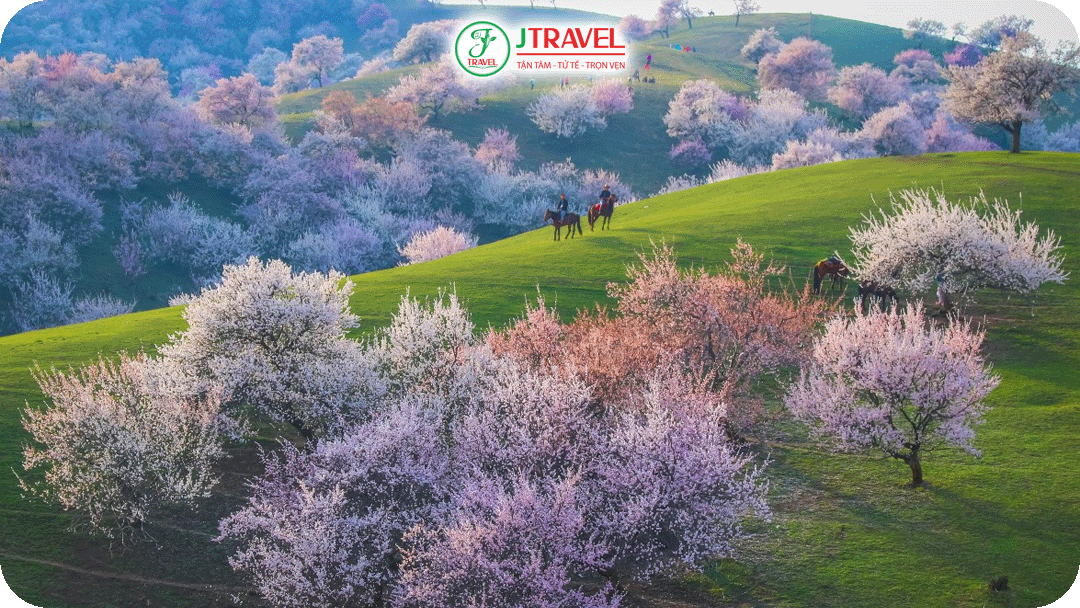 Thung lũng Yili – nơi được xem là điểm ngắm hoa mơ đẹp nhất toàn vùng